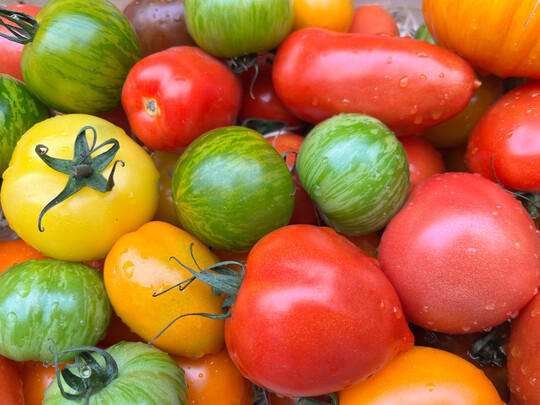 Fruchtgemüse gehört zu den großen Verkaufsschlagern im Bio-Gemüsesortiment, vor allem Tomaten sind beliebt.