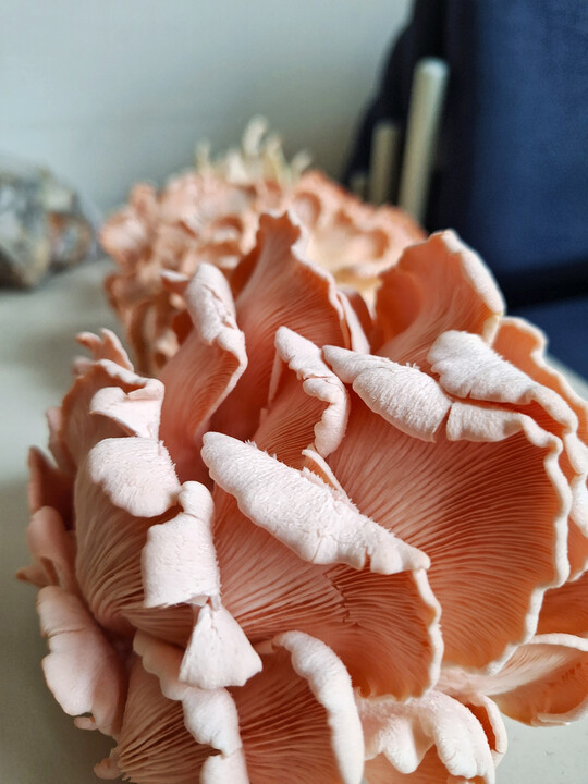 Verschiedene Substrate als Ausgangsmaterial für die Pilzzucht und Anschauungsmaterial wurde im Workshop „Edelpilzzucht im Gartenbau“ zur Verfügung gestellt.