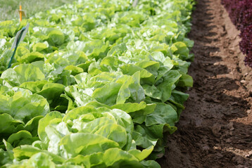 Bislang ist die Salatkopfernte noch mhevolle Handarbeit.