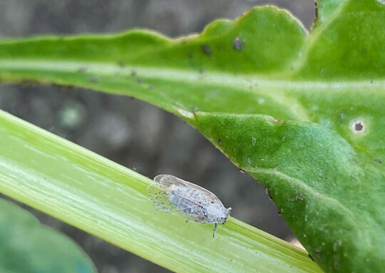 Die Schilfglasflügelzikade überträgt die bakteriellen Erreger der SBR-Krankheit auf Zuckerrüben und Kartoffeln.