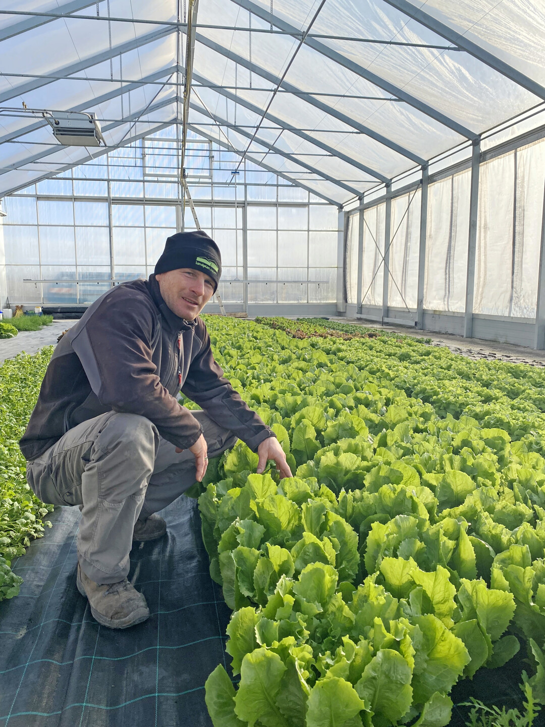 Im Gew�chshaus stehen aktuell Wintersalate.