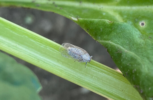 Schilf-Glasflgelzikade auf einer Kartoffelstaude. Sie ist bertrgerin der beiden bakteriellen Krankheitserreger 
<i>Candidatus Arsenophonus phytopathogenicus</i>
 und 
<i>Candidatus Phytoplasma solani</i>
.