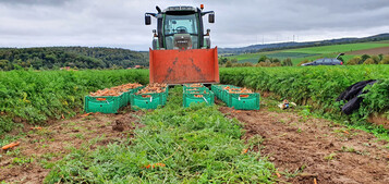 Die Lagerm�hren werden geerntet. Angebaut wurden die Sorten �Cadance� F1, �Romance� F1 und �Nerac� F1.