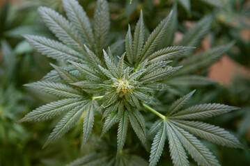 Der Anbau von Hanf ohne Rauschmittel dafr mit vielen Cannabinoiden soll nun in einem deutsch-kanadaischen Netzwerk erforscht werden. Cannabinoide seien vor allem in der Medizin, Ernhrung oder im Bereich der Krperpflege wertvoll, so Prof. Dr. Graeff-Hnninger von der Universitt Hohenheim. 