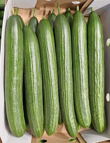 Niederlndische Salatgurken im 12er-Karton.