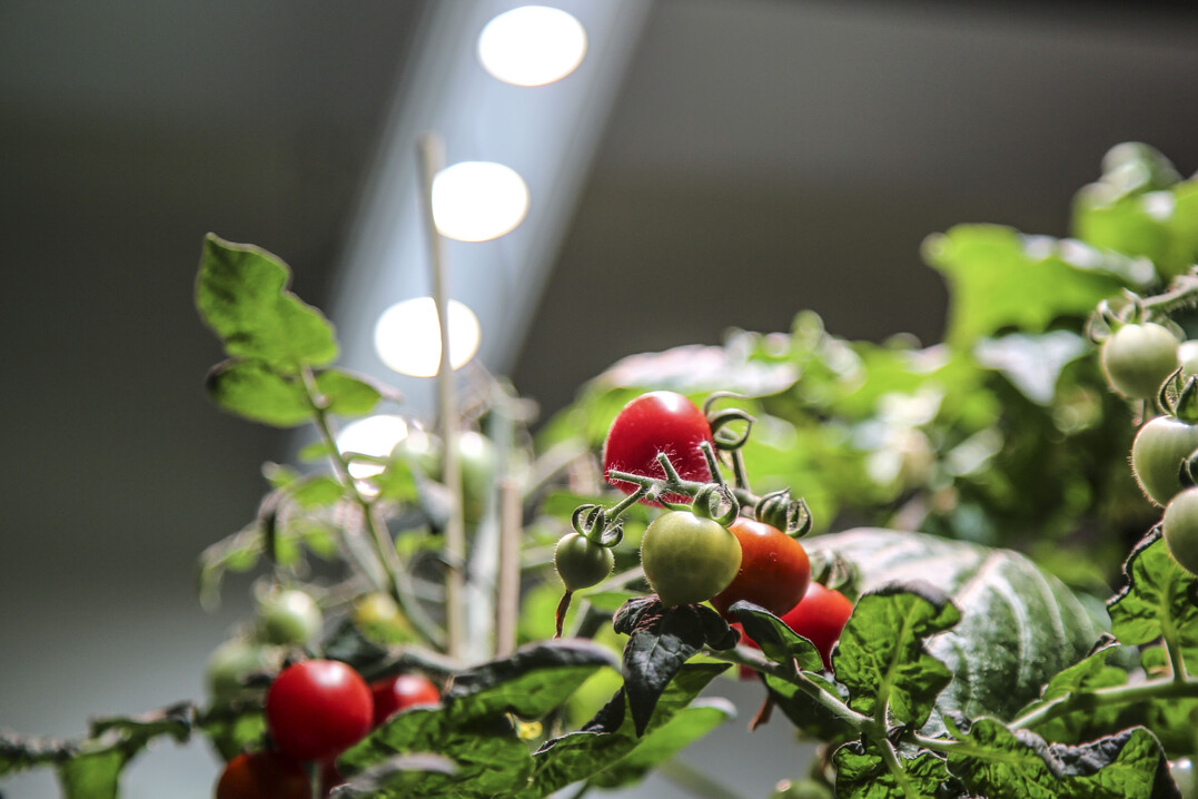 Tomaten im Rampenlicht: Mit verschiedenen Systemen lassen sich Tomaten auch Indoor anbauen. Die LED-Belichtung sorgt dafr, dass die Pflanzen vital wachsen und die Frchte der eigenen Arbeit schlielich genossen werden knnen. 