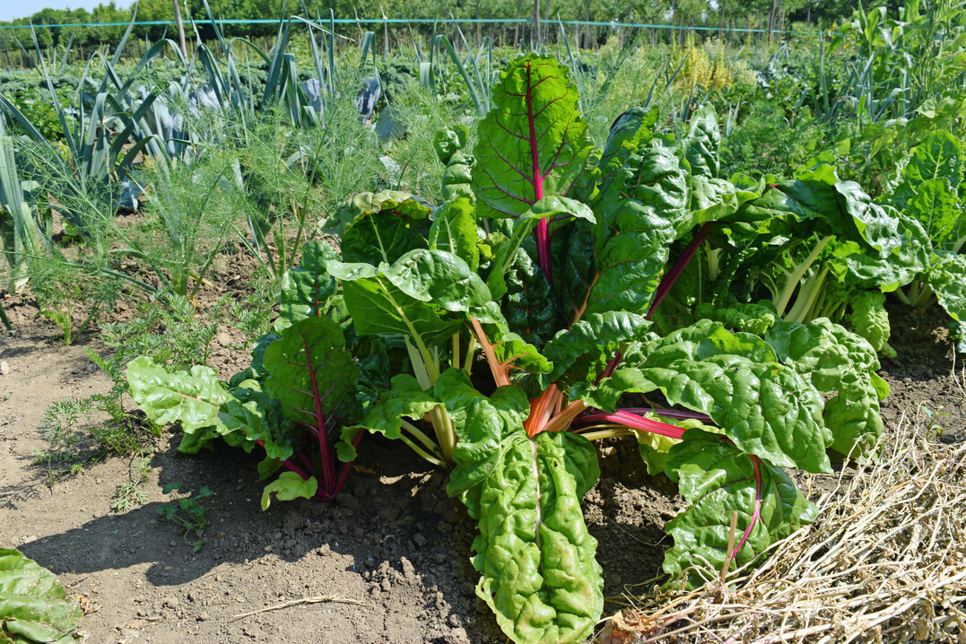 Den Quereinstieg in den Gemüsebau wagen viele Gründerinnen und Gründer mit einer SoLaWi oder Market Gardening.