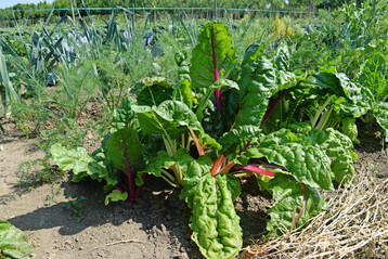 Den Quereinstieg in den Gemsebau wagen viele Grnderinnen und Grnder mit einer SoLaWi oder Market Gardening.