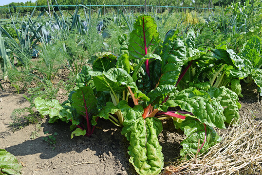 Den Quereinstieg in den Gemüsebau wagen viele Gründerinnen und Gründer mit einer SoLaWi oder Market Gardening.