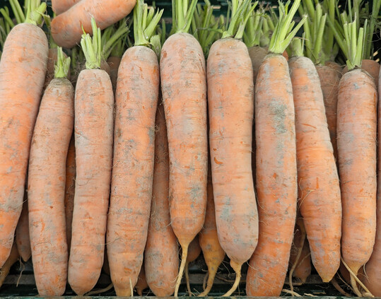 Waschmhren, Bundmhren & Co. Die Auswahl an Sorten ist fr verschiedene Anbauzeitrume und Verwendungszwecke ist vielfltig.