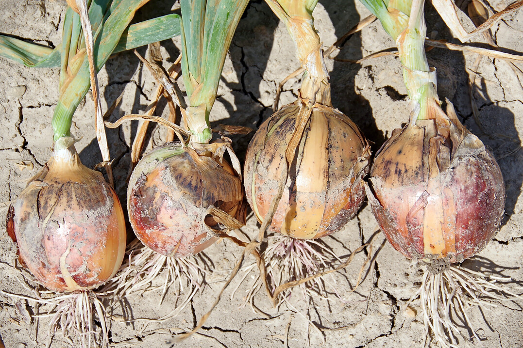 Mit 
<i>Aspergillus niger</i>
 befallene Speisezwiebeln im Feld.