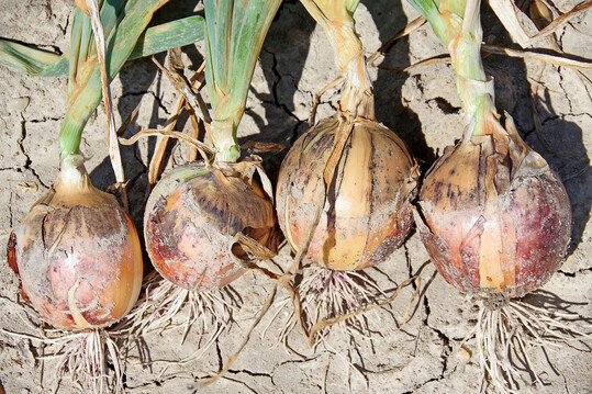 Mit 
<i>Aspergillus niger</i>
 befallene Speisezwiebeln im Feld.