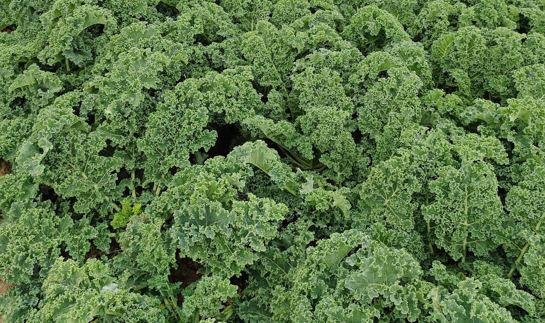 Grünkohl – die Ernte wird wohl geringer als im Vorjahr.
