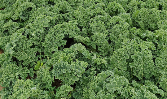 Grnkohl  die Ernte wird wohl geringer als im Vorjahr.