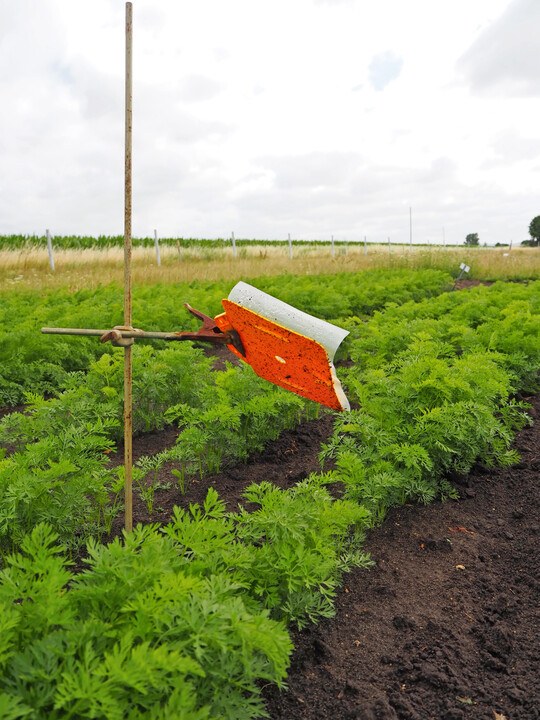 Gelbtafelmonitoring der Möhrenfliege im Bestand.