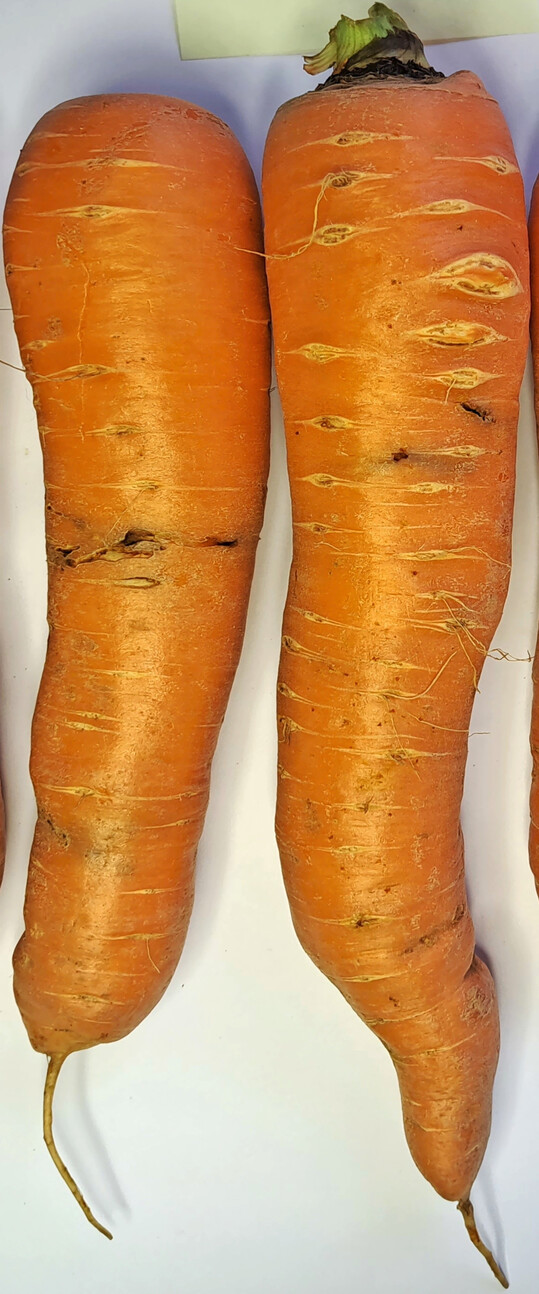 Fraßgänge von Gemüsefliegen beeinträchtigen die Vermarktbarkeit von Möhren.