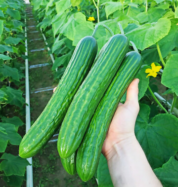 Letzte Bio-Schlangengurkenernte der Saison 2025.