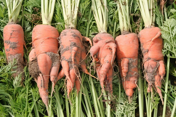 Beinigkeit ist ein typisches Symptom nach einer Infektion mit 
<i>Meloidogyne hapla</i>
.