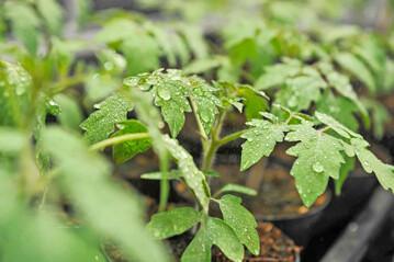 Mithilfe eines raffinierten Systems aktivierender und inaktivierender Signalmolekle knnen Tomatenpflanzen harmlose Verletzungen von bedrohlichen Angriffen durch Fressfeinde unterscheiden.