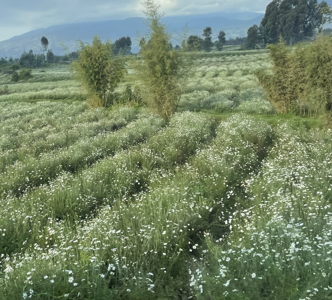 Anpflanzungen der Dalmatinische Insektenblume (
<i>Tanacetum cinerariifolium</i>
) in Ruanda in Afrika.
