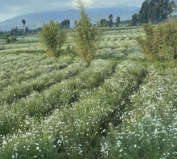 Anpflanzungen der Dalmatinische Insektenblume (
<i>Tanacetum cinerariifolium</i>
) in Ruanda in Afrika.