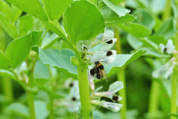 Ein weitgehendes Verschwinden der wildlebenden Best�uber in Europa h�tte weltweite Folgen f�r Landwirtschaft, Ertr�ge, Preise, Handel und Ern�hrung.