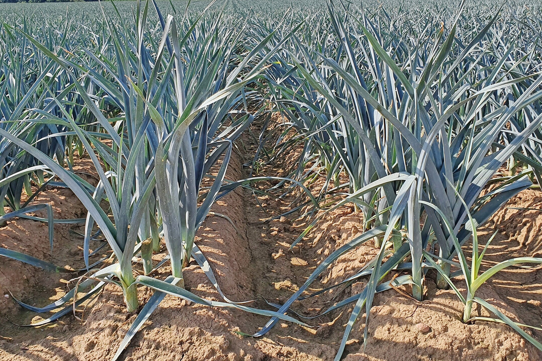 Urspr�nglich aus dem Mittelmeerraum stammend, wird Porree heute nahezu weltweit angebaut.