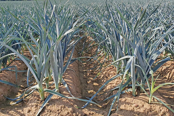 Urspr�nglich aus dem Mittelmeerraum stammend, wird Porree heute nahezu weltweit angebaut.