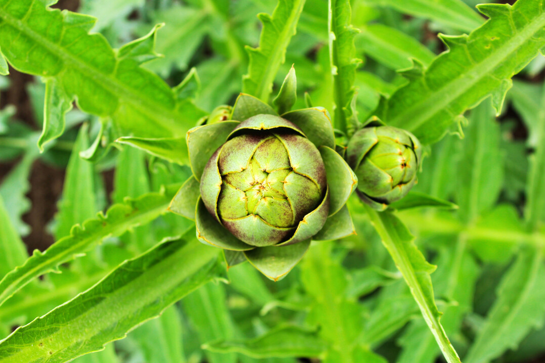Knnen Artischocken eine interessante Alternative fr den kologischen Gemsebau in Brandenburg werden?
