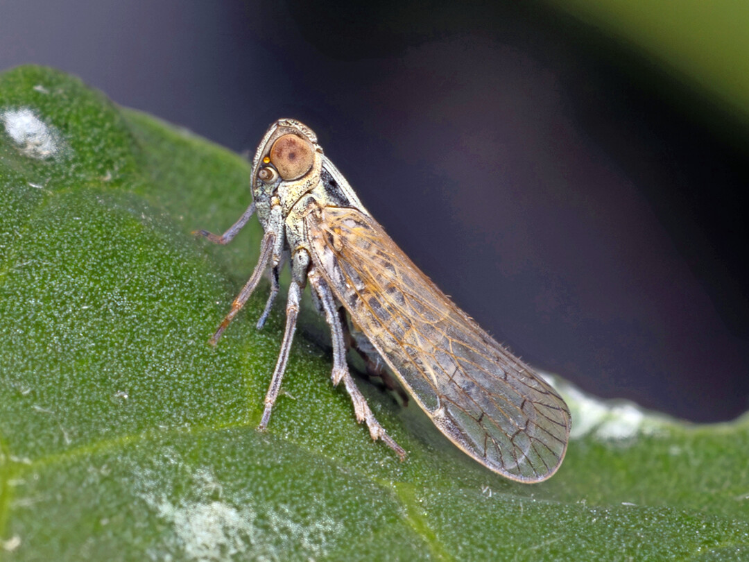 Die Schilf-Glasflgelzikade (
<i>Pentastiridius leporinus</i>
) gefhrdet unter anderem den Gemseanbau in Deutschland.