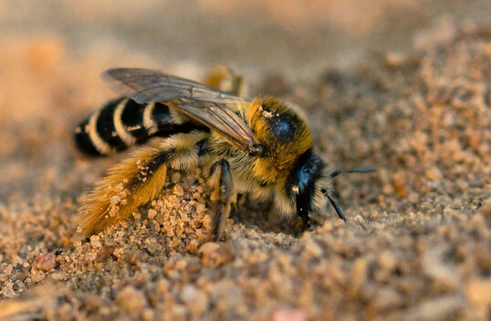 Die Hosenbiene (
<i>Dasypoda</i>
) grbt ihr Nest in sandigen Boden.