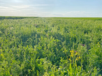 Mehrjhrige Brachflchen frdern die Biodiversitt in der Agrarlandschaft, sind fr landwirtschaftliche Betriebe aber finanziell herausfordernd.