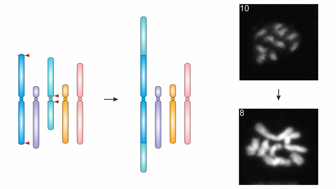 Forschende des KIT haben erstmals die Chromosomenzahl einer Pflanze verringert, indem sie zwei Chromosomen miteinander verschmolzen.
