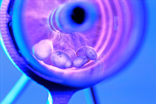 Lupinensamen während der Behandlung in einem Plasma-Reaktor. Die physikalische Methode reduziert samenbürtige Erreger und unterstützt eine nachhaltige Pflanzenproduktion.