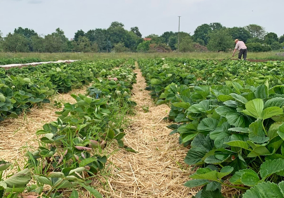 Der Erdbeersortenversuch in Bamberg im Jahr 2025.