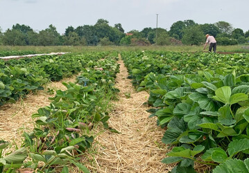 Der Erdbeersortenversuch in Bamberg im Jahr 2025.