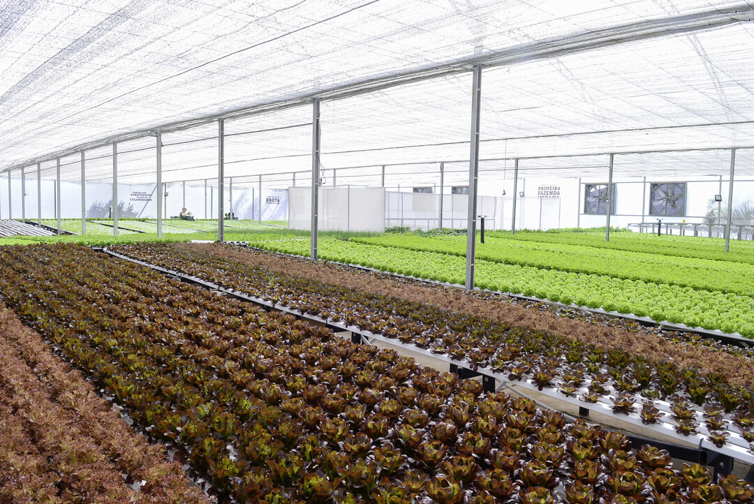 Aktuell werden unter anderem Babysalat, Rucola, Spinat, Brunnen-kresse und Chicore sowie Petersilie, Minze, Schnittlauch, Koriander, Basilikum und Salbei angebaut.