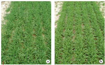 1 Unkrautwirkung des Dmpfens bei Rucola im Frhjahr, a) unbehandelte
Kontrolle, b) gedmpfte Parzelle