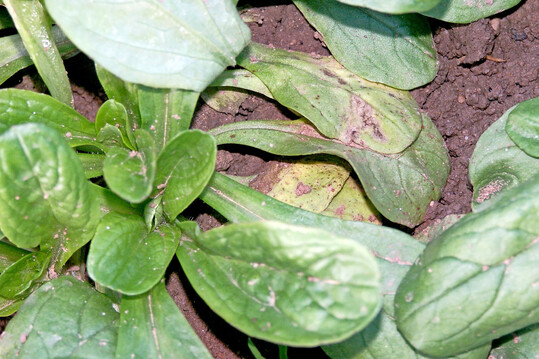 Falscher Mehltau am Feldsalat ist meist ein Problem im geschützten Anbau.