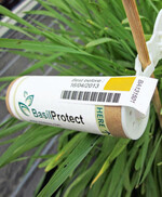 Offene Zucht
mit dem Einsatz eines
BasilProtect-Röhrchens