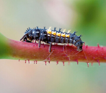 Larve des Asiatischen Marienkfers
(Harmonia axyrides)