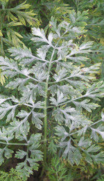 Echter Mehltau
(Erysiphe heraclei) an Möhren