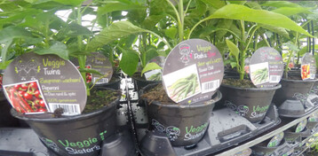 Mit ihrer Marke "Veggie Sisters" holte sich die Grtnerei Anne Niemann aus Petershagen den Deutschen Innovationspreis Gartenbau 2018.