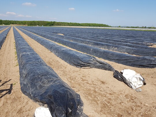 Mit Mulchfolien kontrollieren Landwirte Unkrautwachstum und Bodentemperatur.  