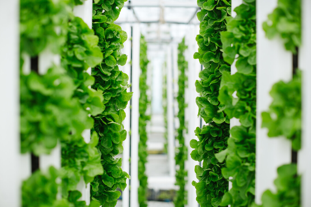 Unfold entwickelt zunchst innovative Gemsesorten fr das Vertical Farming mit dem Fokus auf Qualitt, Nhrstoffgehalt und Geschmack.