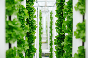 Unfold entwickelt zunchst innovative Gemsesorten fr das Vertical Farming mit dem Fokus auf Qualitt, Nhrstoffgehalt und Geschmack.