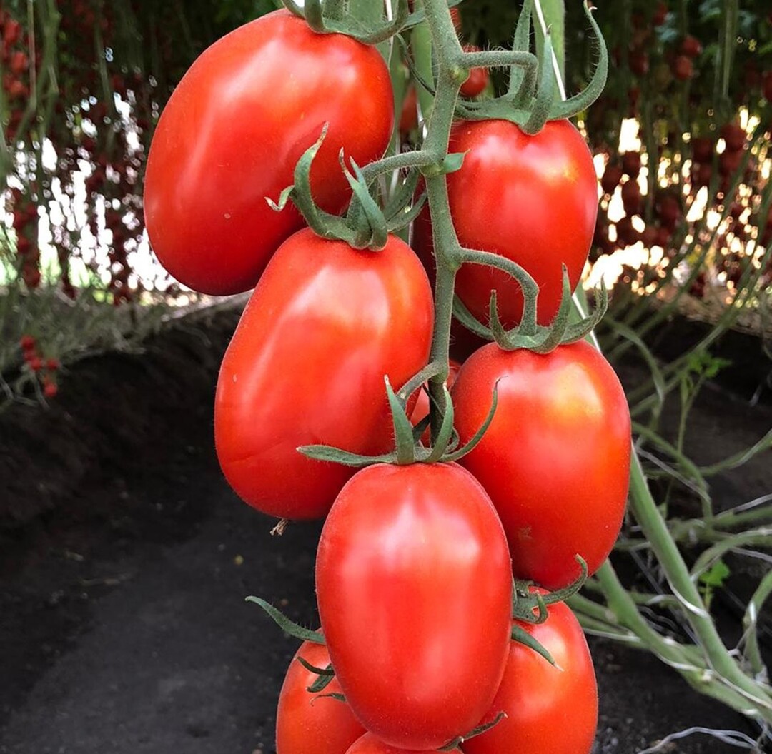 Bayer testet zwei Sorten von Roma-Tomaten in Versuchen zur Prüfung auf das Vorhandensein des Jordan-Virus.