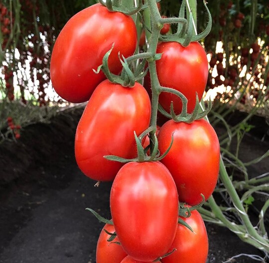 Bayer testet zwei Sorten von Roma-Tomaten in Versuchen zur Prfung auf das Vorhandensein des Jordan-Virus.