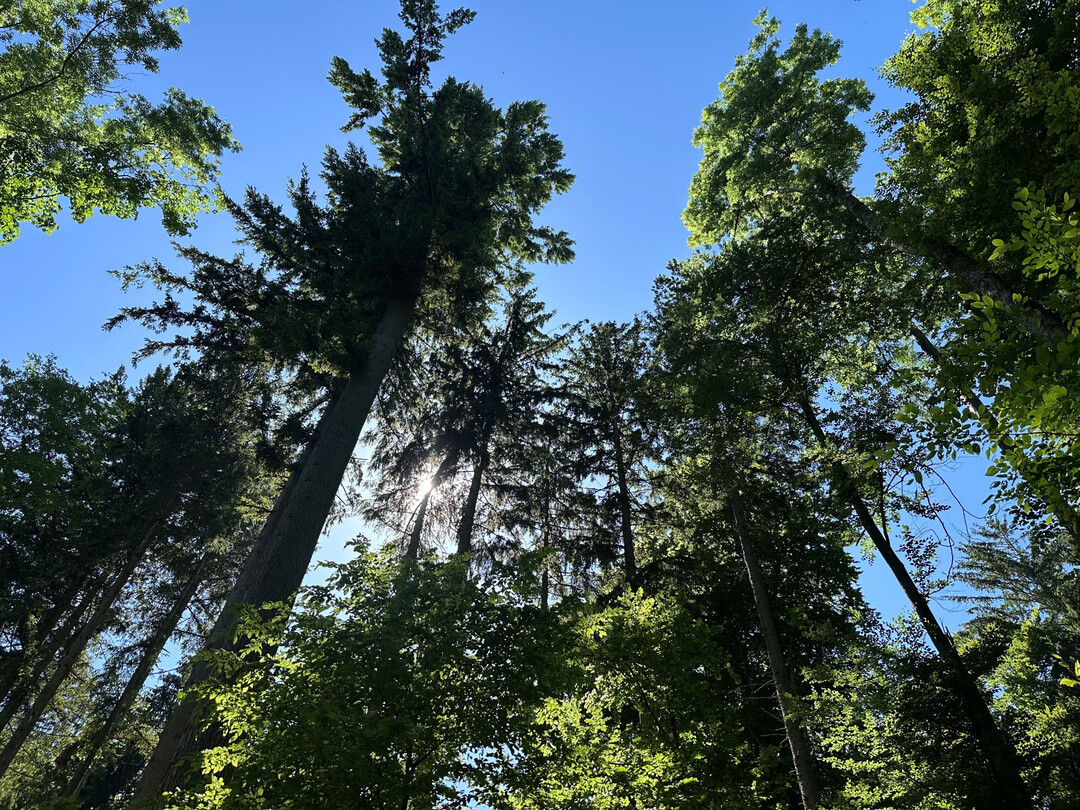 Die bei der EU-Verordnung fr entwaldungsfreie Produkte (EUDR) sind nun deutliche Erleichterungen zu erwarten.