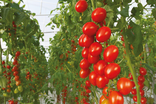 Bayer wird 2022 sein Bio-Gemsesaatgut-Portfolio auf den Markt bringen und sich dabei auf wichtige Kulturen fr den Gewchshaus- und Treibhausmarkt konzentrieren.